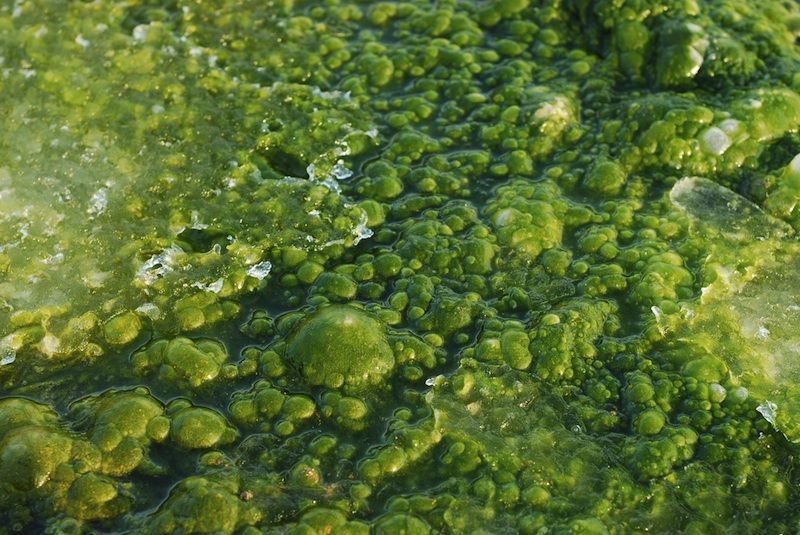 photo of Algenol Biotech Algae which may hold potential as both a food and fuel source for the future.